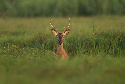 Red deer from kopacki rit, croatia