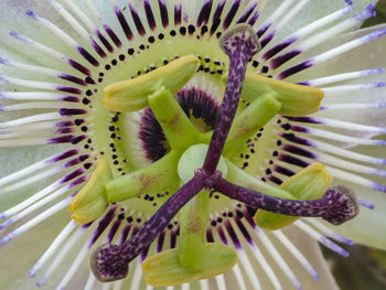 Close-up of passion flower