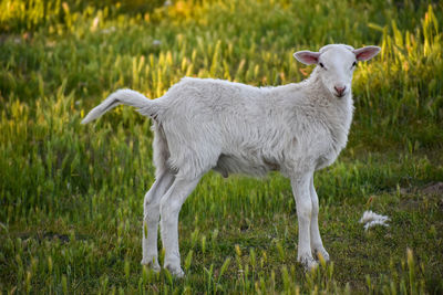 White baby lamb sheep standing in  green grass field staring with tail up