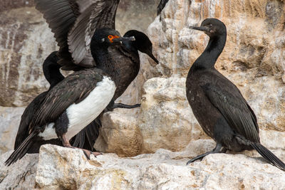 Close-up of birds perching on rock
