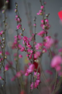 Close-up of pink flowering plant