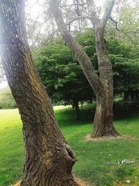 Grass growing in park