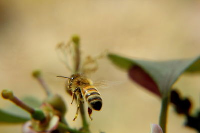 Close-up of insect on flower