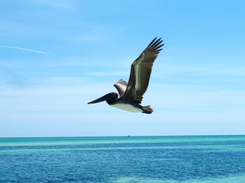 Seagull flying over sea