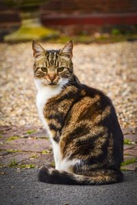 Portrait of cat sitting outdoors