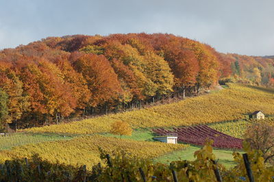 Scenic view of vineyard by trees during autumn against sky