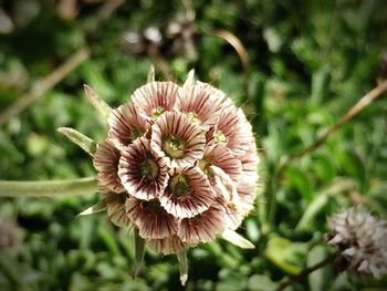 Close-up of flower against blurred background