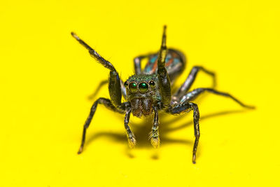 Close-up of spider