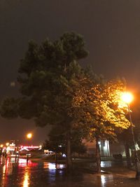 tree