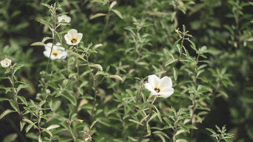 Close-up of white flowering plant