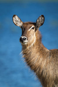 Close-up of female common waterbuck beside water