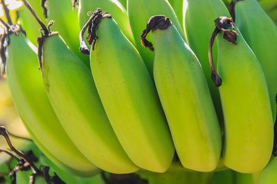Close-up of bananas hanging on plant
