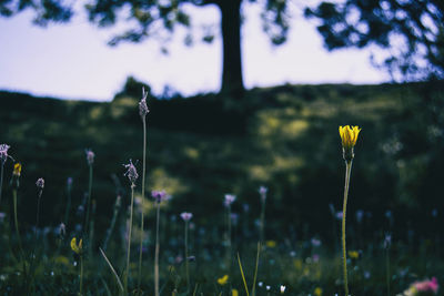 Close-up of yellow flowering plant on field