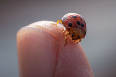Close-up of lady bug on human hand