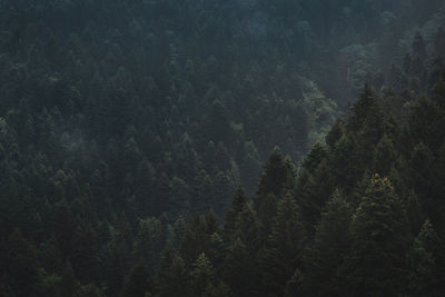 High angle view of trees in forest