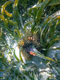 Close-up of dead plant in sea