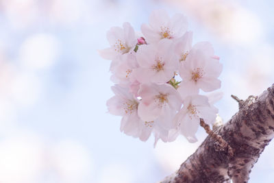 Close-up of pink cherry blossoms in spring