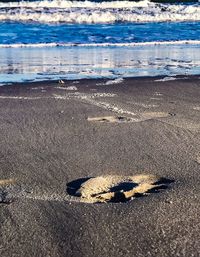 Close-up of starfish on beach against sky