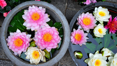 Pink flowers blooming in park