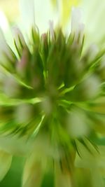 Close-up of flowers