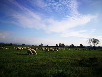 Scenic view of field against sky