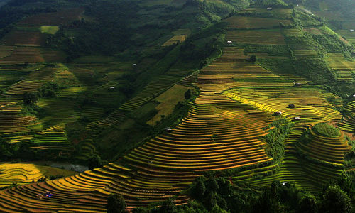 Full frame of rice paddy