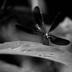 Close-up of butterfly on flower