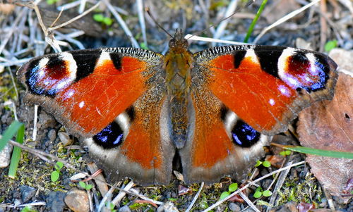Close-up of butterfly on leaf