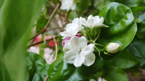 Close-up of white flowers blooming outdoors