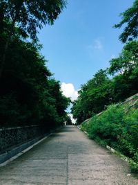 Road passing through trees