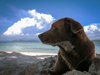 Dog looking at sea shore