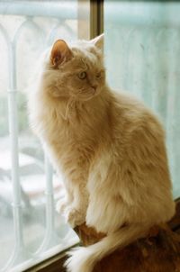 Close-up of ginger cat