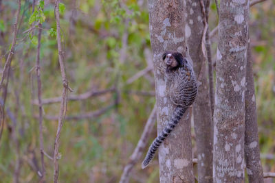 Close-up of a bird on tree trunk