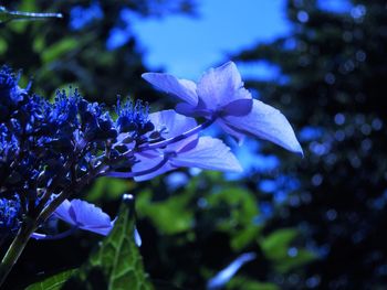 Close-up of purple flowering plant