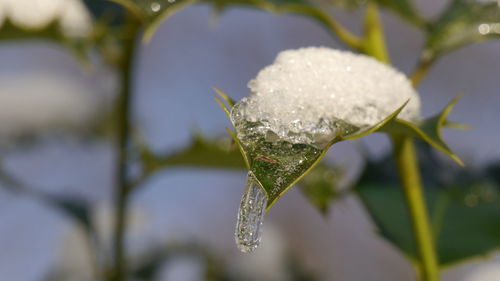 Close-up of ice on plant