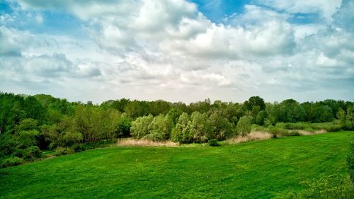 Trees on field against sky