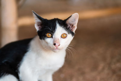 Close-up portrait of a cat