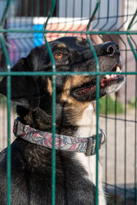 Close-up of dog