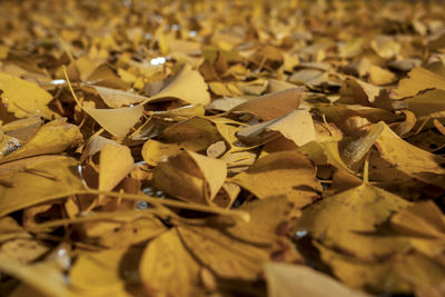 Full frame shot of yellow autumn leaves