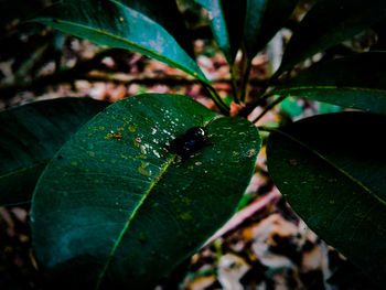 Close-up of water drops on leaf