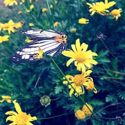 Close-up of butterfly pollinating on yellow flowers