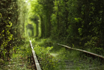 Scenic view of trees in forest