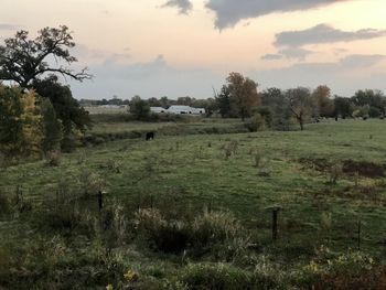 View of sheep on field against sky