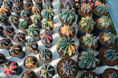 Full frame shot of plants