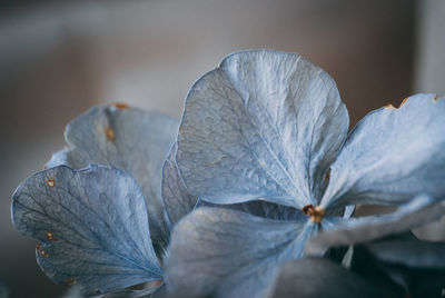 Close-up of dried plant