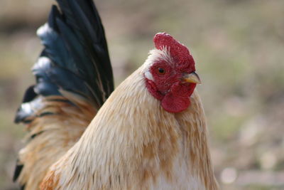 Close-up of rooster