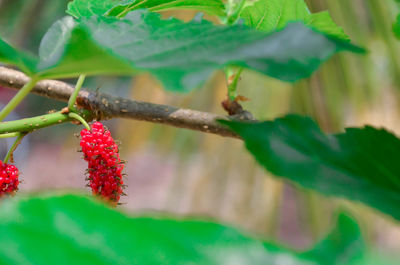 Close-up of berries growing on tree