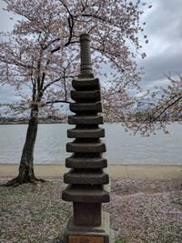 Close-up of tree against sky