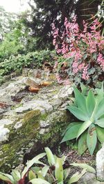 Close-up of plants against trees