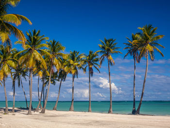 Palm trees on beach against blue sky